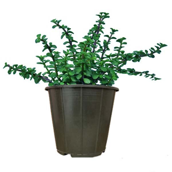 گیاه طبیعی خرفه مدل AMS21 گیاه طبیعی خرفه مدل AMS21