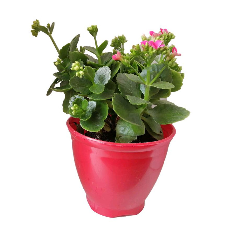 گیاه طبیعی کلانکوا کد ap01