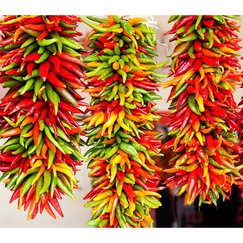 بذر فلفل پاپریکا میکس وانیا سید مدل F40