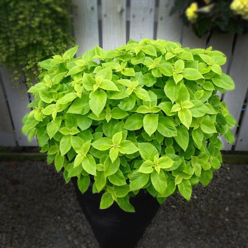 بذر گل حسن یوسف گلدن سانیا سید مدل SS58 بذر گل حسن یوسف گلدن سانیا سید مدل SS58