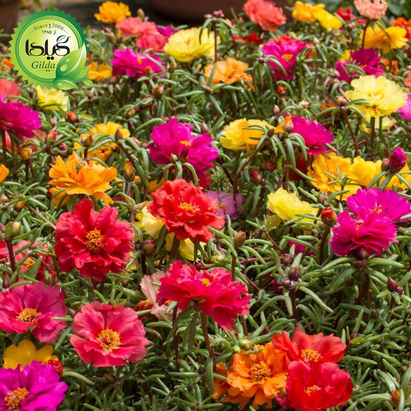 بذر ناز آفتابی الوان گیلدا کد 946