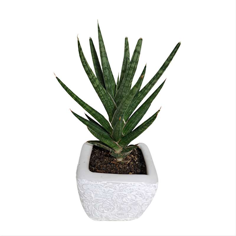 گیاه طبیعی سانسوریا فرانسیس مدل 402714 گیاه طبیعی سانسوریا فرانسیس مدل 402714