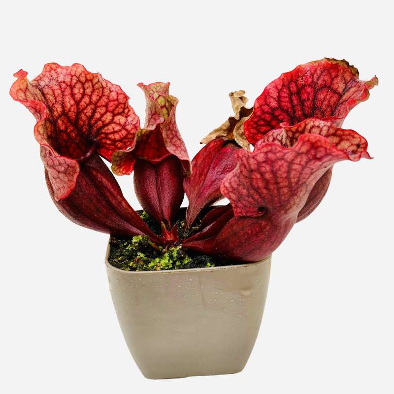 گیاه طبیعی ساراسنیا مدل  purpura