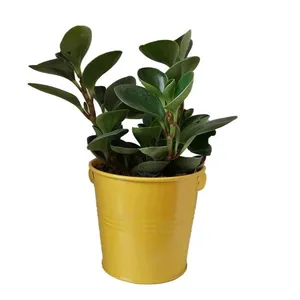 گیاه طبیعی قاشقی کد ef01