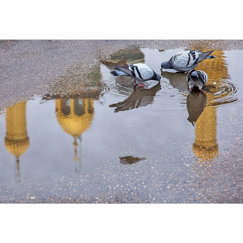 تابلو شاسی مدل کربلا کبوتران حرم مطهر حضرت ابوالفضل العباس (ع) کد 36