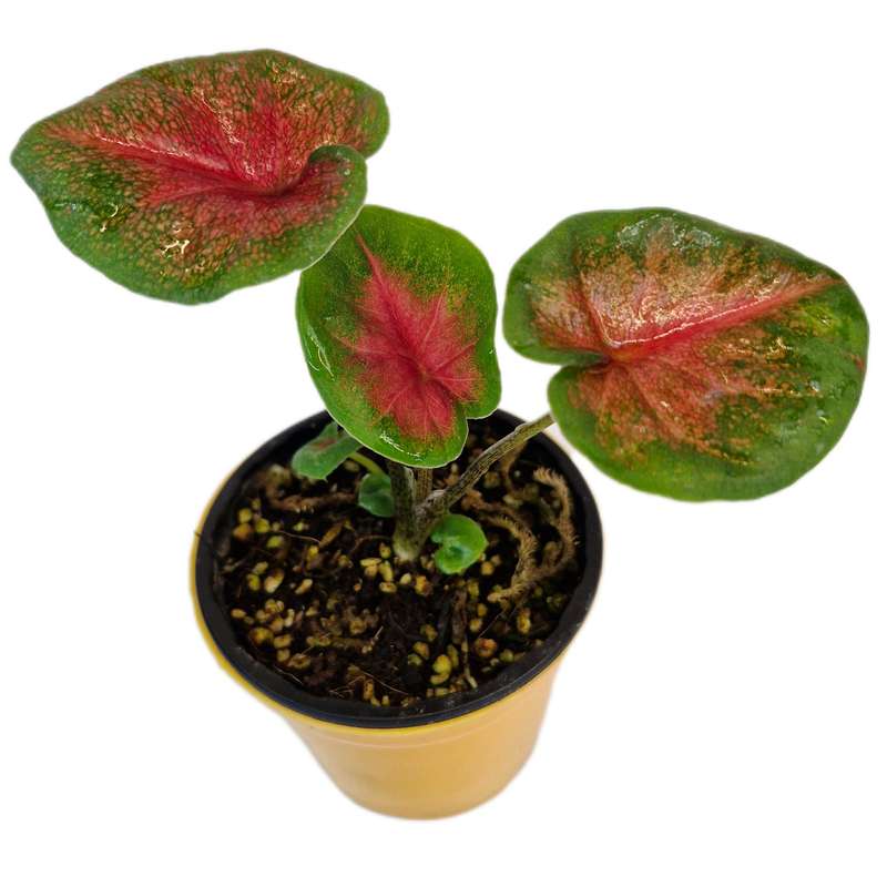 گیاه طبیعی کالادیوم کد 05