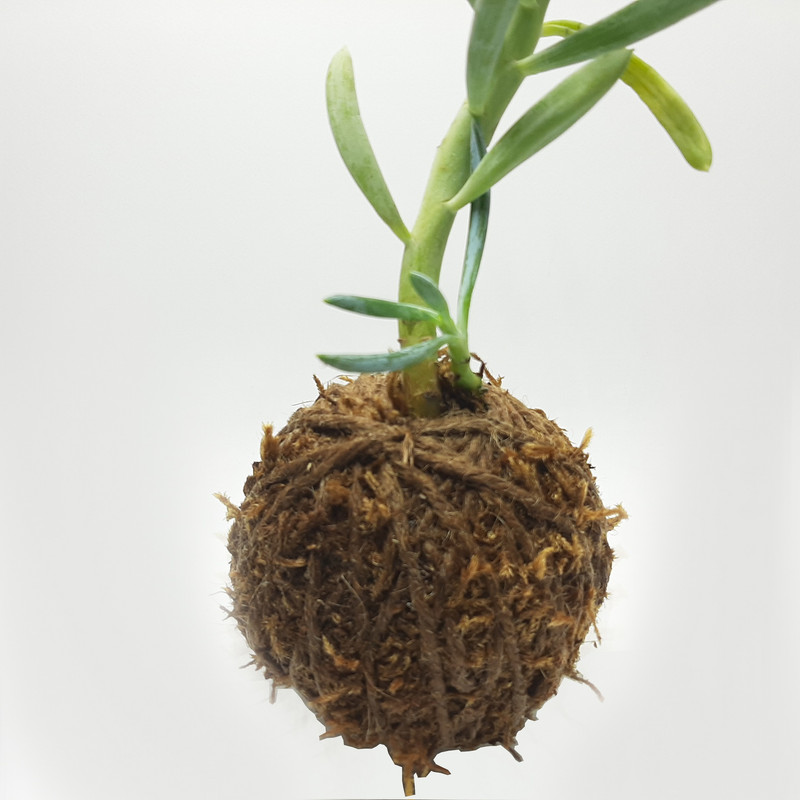 گیاه طبیعی سنیشیو کد KDSC گیاه طبیعی سنیشیو کد KDSC