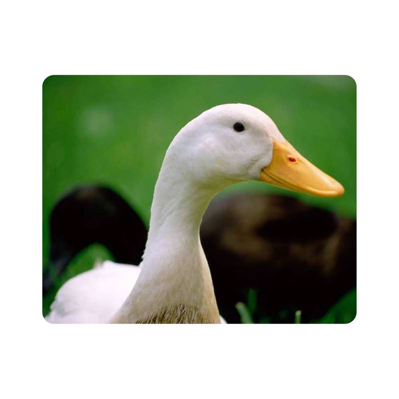 ماوس پد اطلس آبی طرح اردک  مدل T7403
