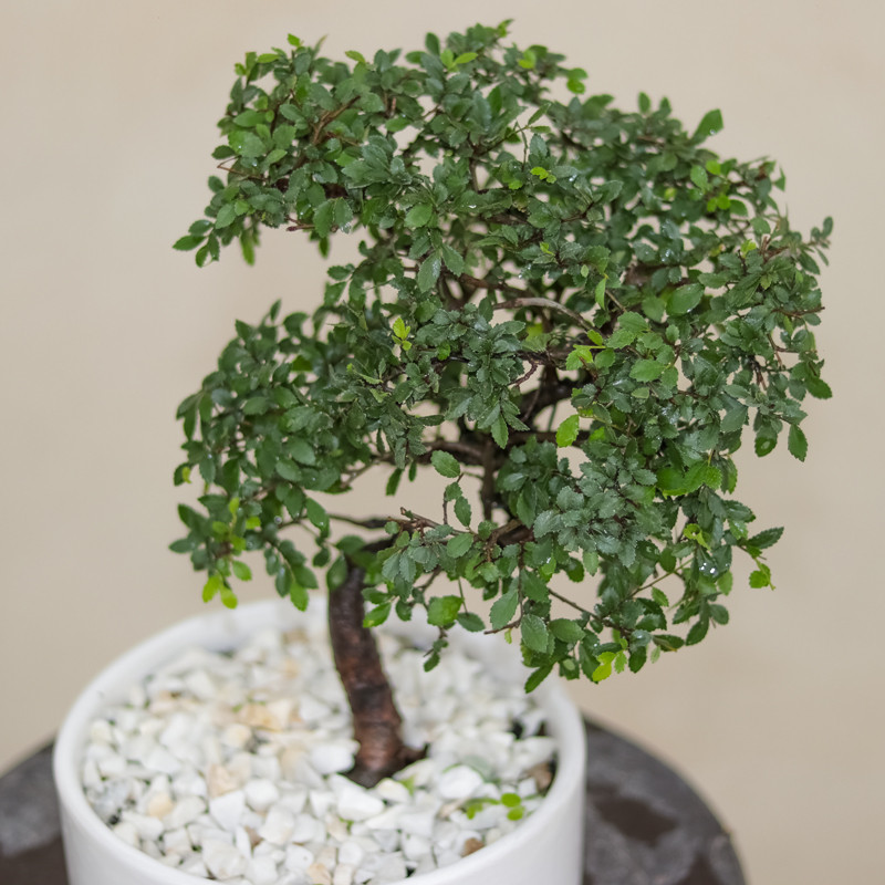 گل طبیعی بونسای نارون ژاپنی مدل elm-s-65 گل طبیعی بونسای نارون ژاپنی مدل elm-s-65