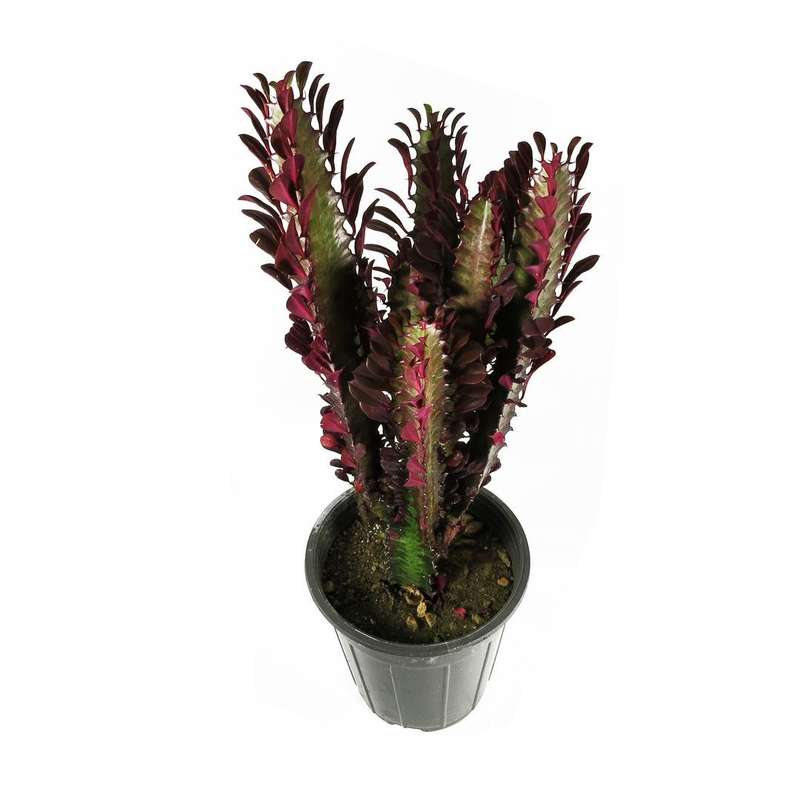 گیاه طبیعی افوربیا کد RS03 گیاه طبیعی افوربیا کد RS03