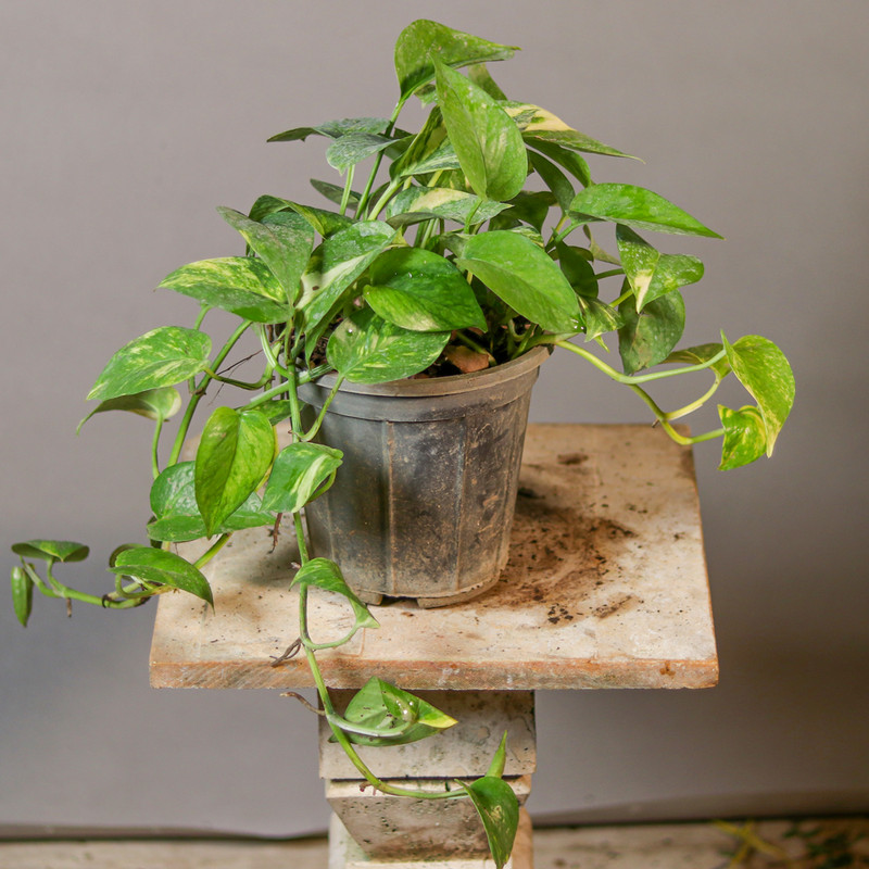 گیاه طبیعی پتوس ابلق مدل 01