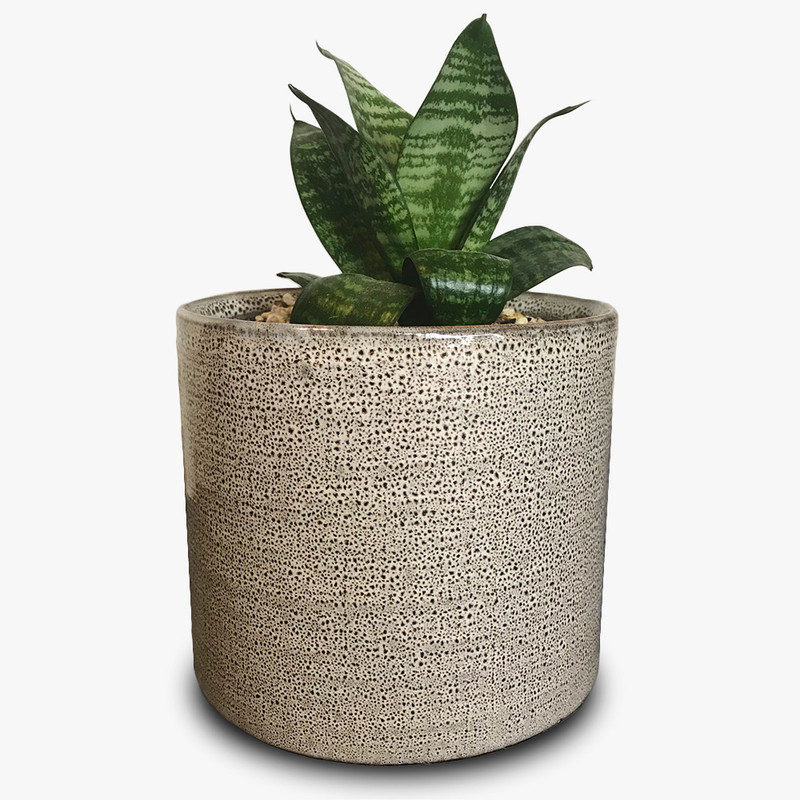 سانسوریا پا کوتاه مدل لوکس رومیزی سانسوریا پا کوتاه مدل لوکس رومیزی