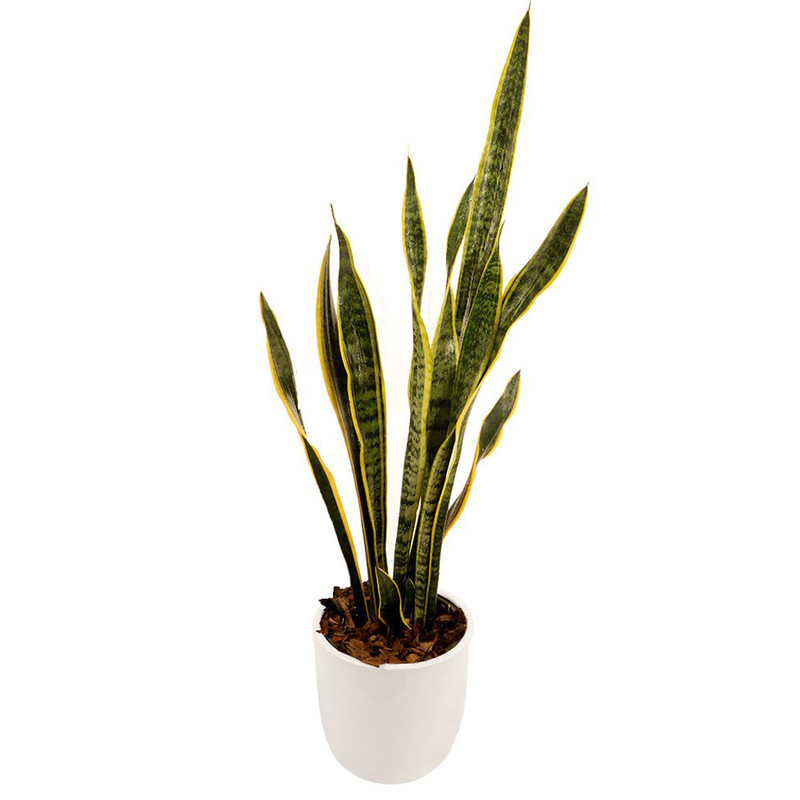 گیاه طبیعی سانسوریا گلیتال مدل GTL105 گیاه طبیعی سانسوریا گلیتال مدل GTL105