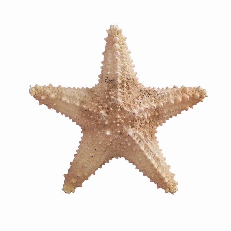 ستاره دریایی تزیینی مدل v5