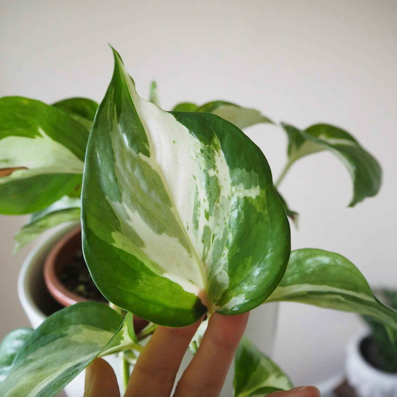 کود تقویتی مخصوص پتوس منجولا ظرافت مدل KO21583 وزن 100 گرم