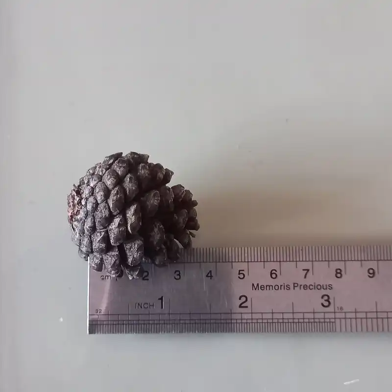 دکوری مدل کاج تزئینی مینیاتوری مجموعه 5 عددی