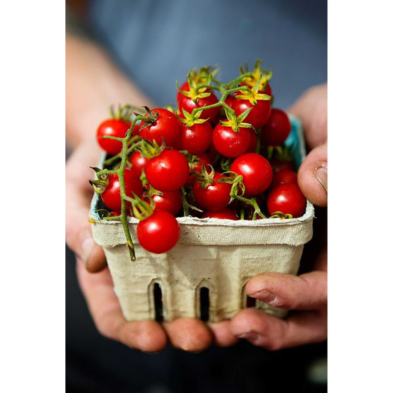 بذر گوجه گیلاسی رنگی میکس فصل سبز کد FSSEED-048