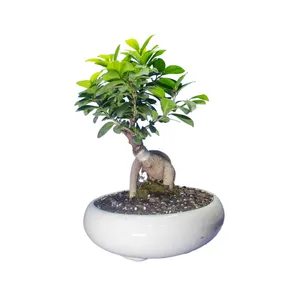 گیاه طبیعی بونسای جنسینگ کد 05