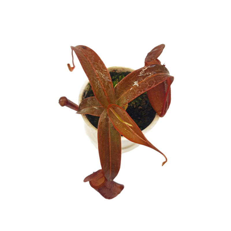 گیاه طبیعی نپنتس مدل حشره خوار ربکا سوپر کد 01