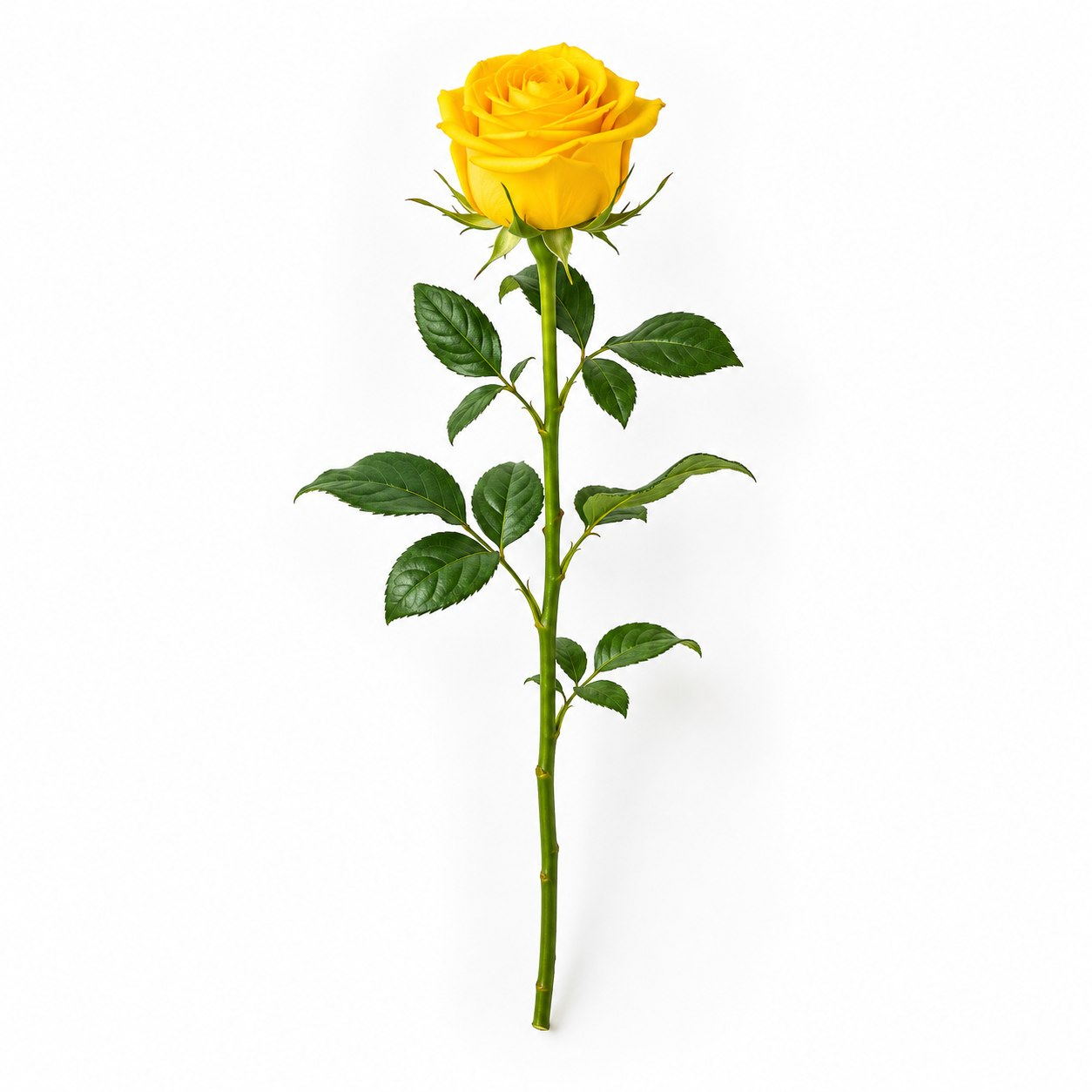 شاخه گل رز طبیعی مدل ماریتیم