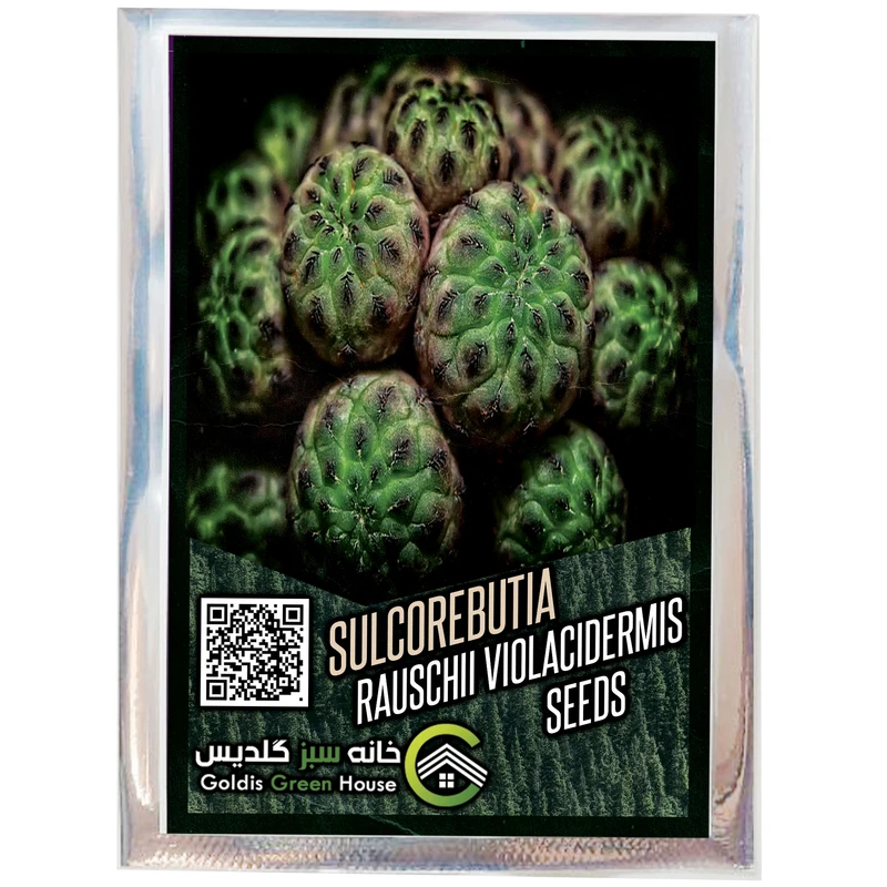 بذر کاکتوس سولکوربونیا راوچی خانه سبز گلدیس کد 37
