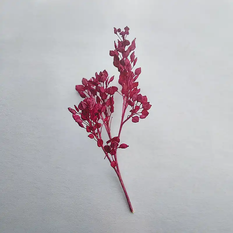 گل خشک مدل سبزه ریزه کد FD01 وزن 16 گرم