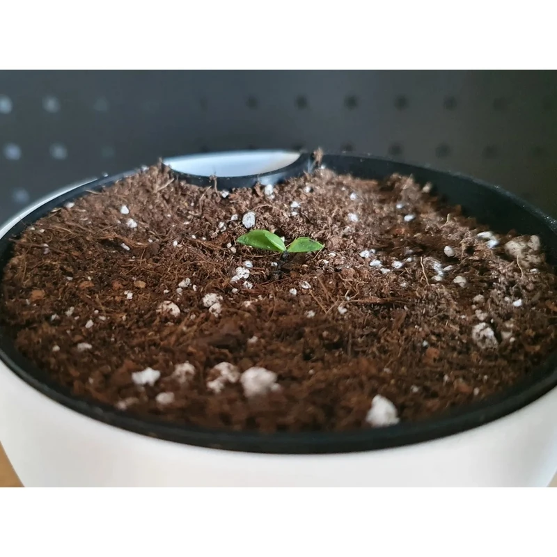 عکس شماره 3 : مجموعه آماده کشت نکس بات مدل هیدروپونیک کد ne304 مجموعه 4 عددی