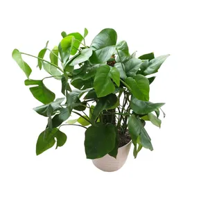 گیاه طبیعی برگ انجیری برگ پهن کد 30