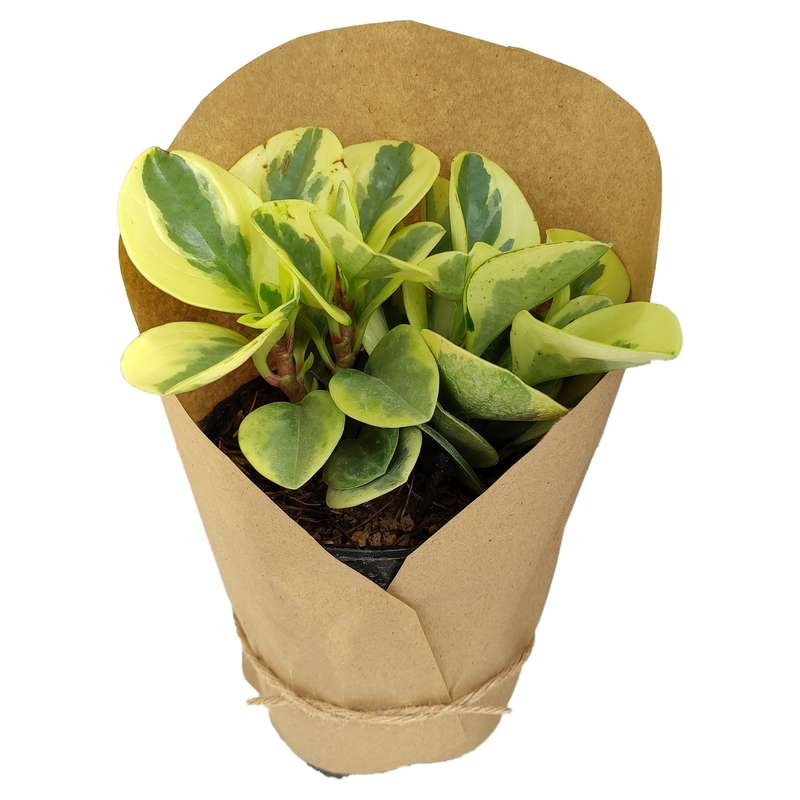 گیاه طبیعی قاشقی کد yt7