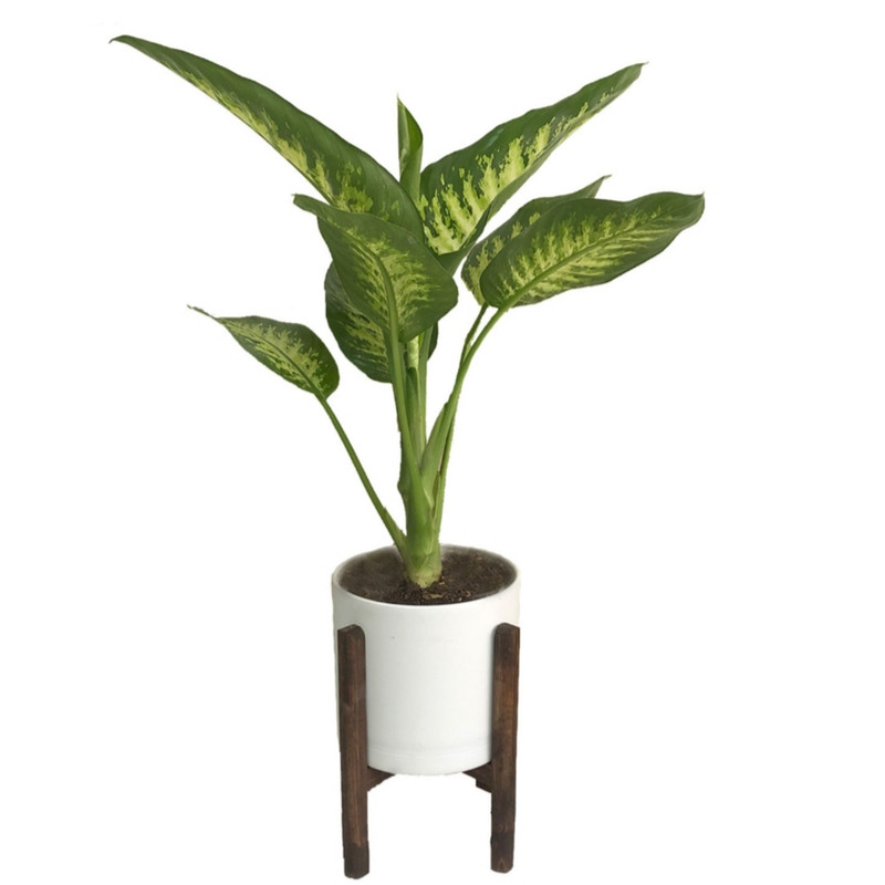 گیاه طبیعی دیفن باخیا مدل 232