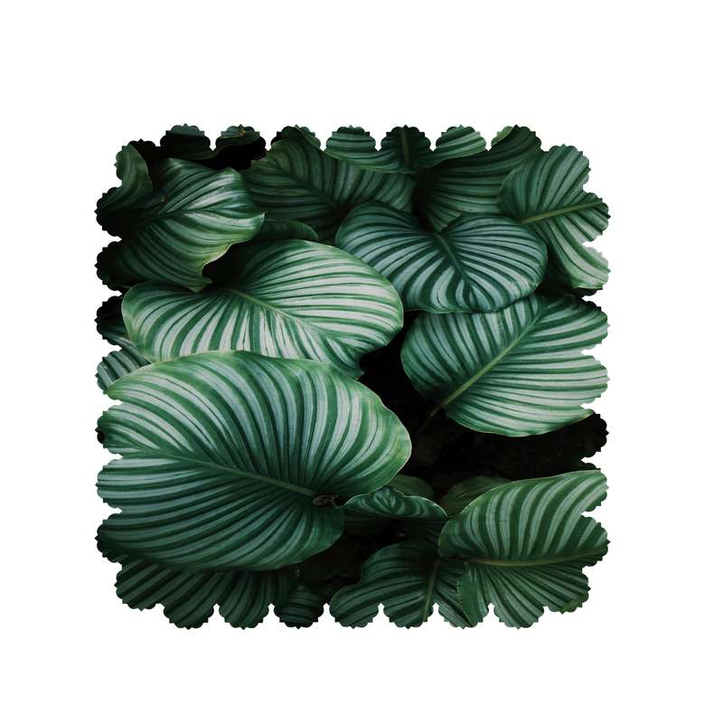   رومیزی طرح برگ کد 8535B