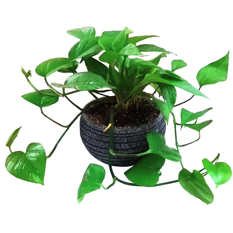 گیاه طبیعی پتوس مدل C-40