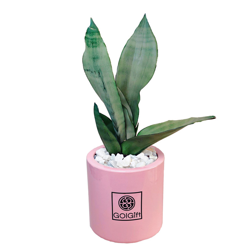 گیاه طبیعی سانسوریا مهتابی گل گیفت کد GP004