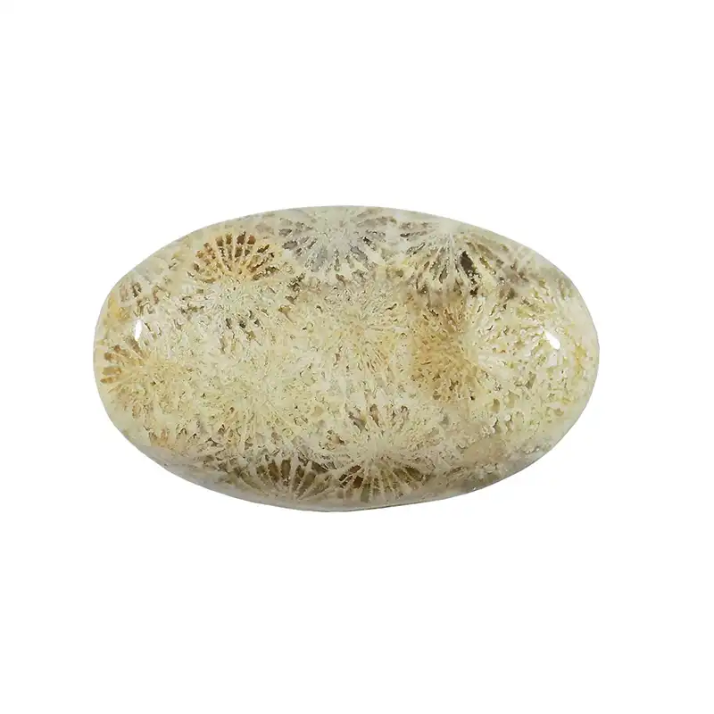 سنگ فسیل مرجان کد TG6545