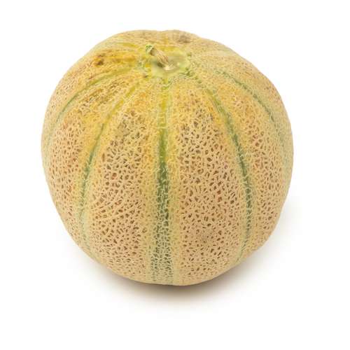 طالبي بزرگ ميوکات - 1400 تا 2500 گرم	