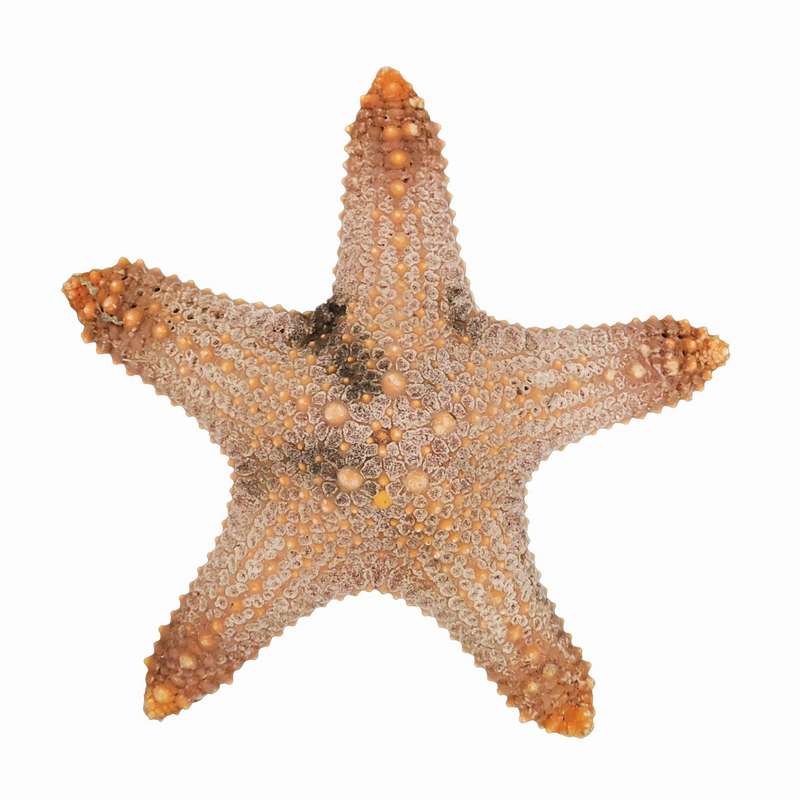ستاره دریایی تزیینی مدل w9