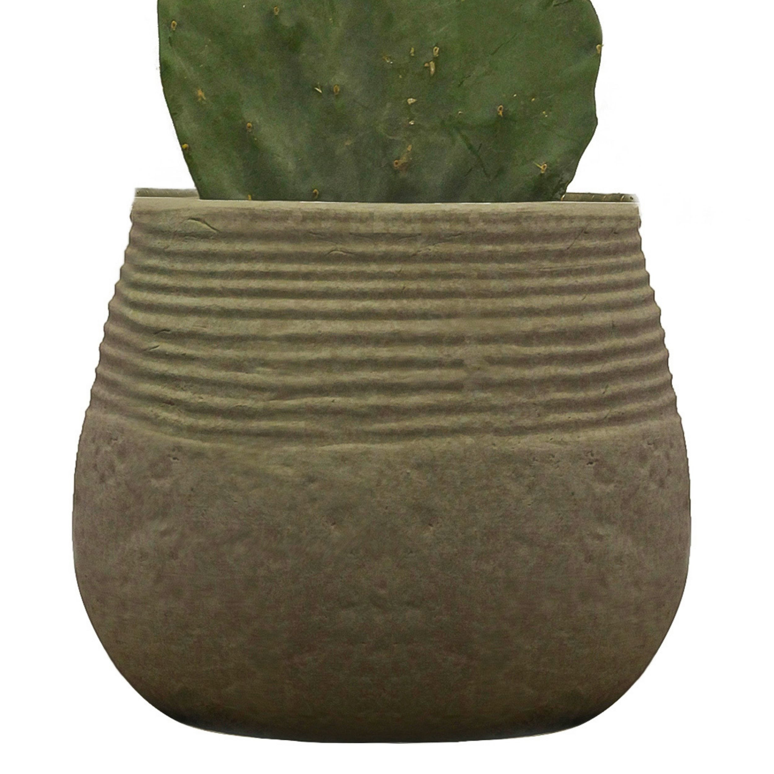 گیاه طبیعی کاکتوس اپونتیا کد C_001 گیاه طبیعی کاکتوس اپونتیا کد C_001