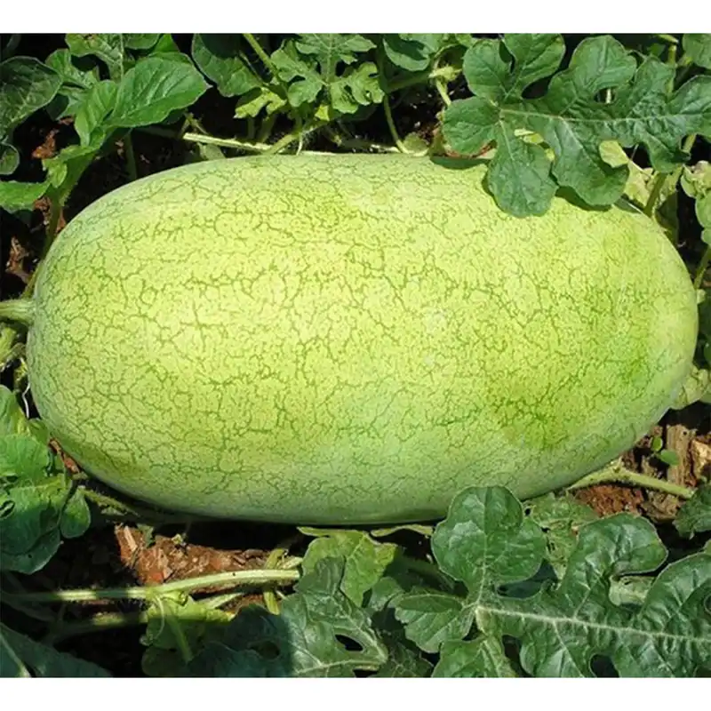 بذر هندوانه الیت سیدز مدل چارلستون گری