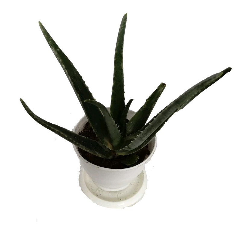 گیاه طبیعی آلوئه ورا کد gp10