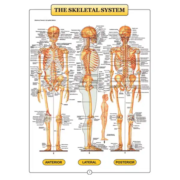 پوستر طرح اطلس آناتومی بدن انسان مجموعه 15 عددی