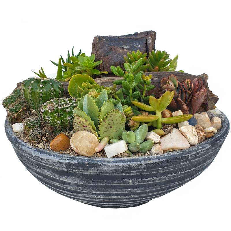 گیاه طبیعی کاکتوس مدل MK-99003 گیاه طبیعی کاکتوس مدل MK-99003