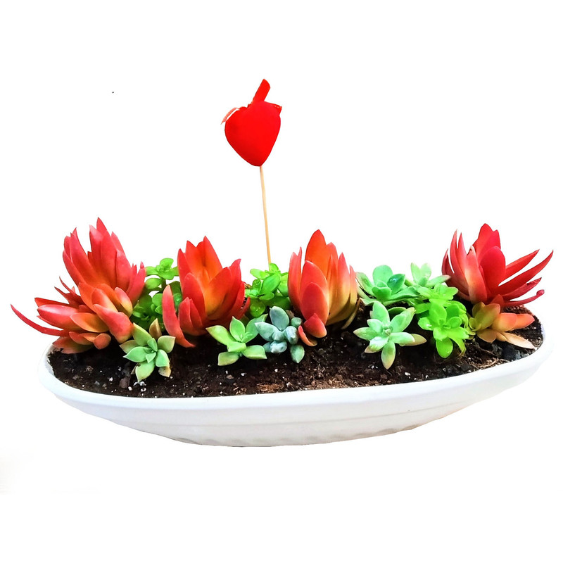 گیاه طبیعی ساکولنت مدل A-18 گیاه طبیعی ساکولنت مدل A-18