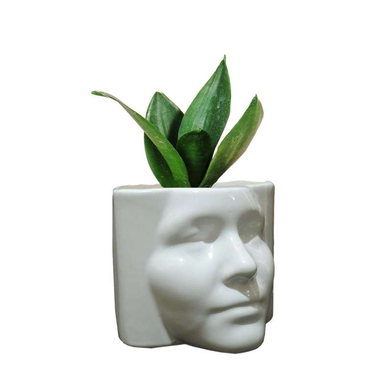 گیاه طبیعی سانسوریا بلک کد1 -ROKH