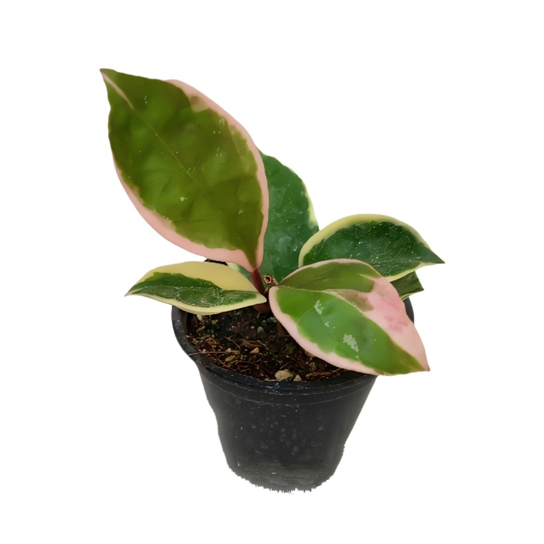 گیاه طبیعی هویا کریسمون کویین مدل 08