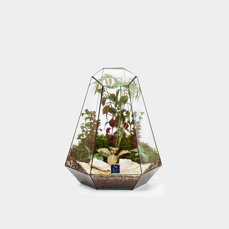 گیاه طبیعی تراریوم مدل ویکتوریا سرکج