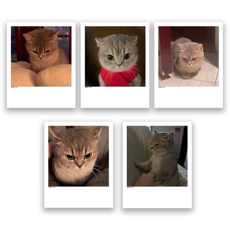 آویز تزیینی عرش مدل فانتزی گربه بامزه کد Asa308 مجموعه پنچ عددی