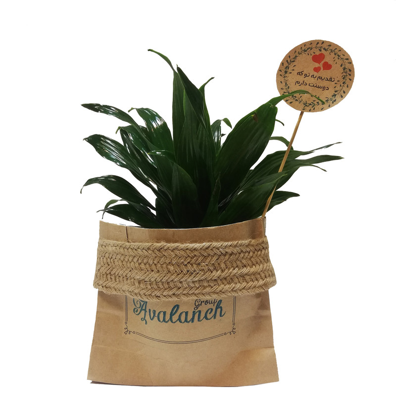 گیاه طبیعی دراسنا کامپکت کد P.A.010 گیاه طبیعی دراسنا کامپکت کد P.A.010