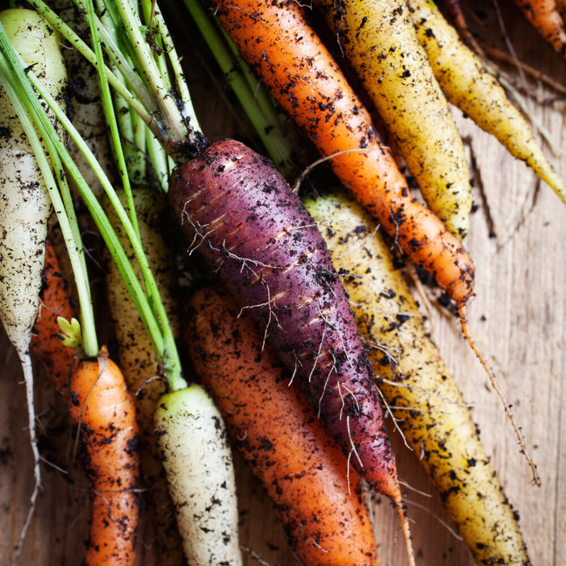 بذر هویج رنگی وانیا سید مدل T93