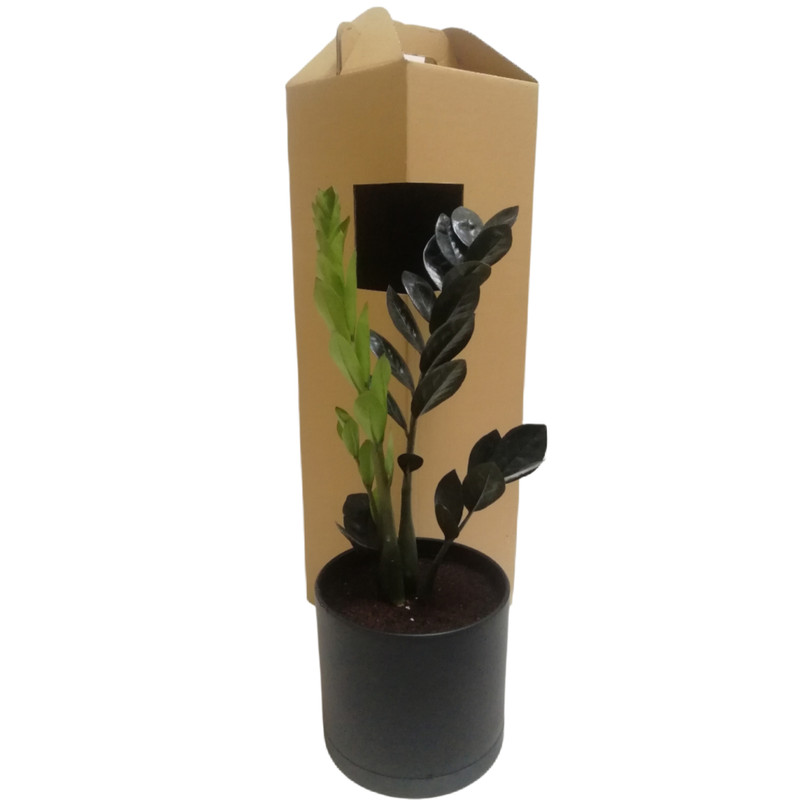 گياه طبيعي زاموفيليا سوپر بلك كد LS-05G