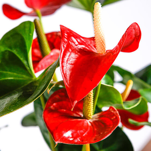 گل طبیعی انتوریوم تافکو مدل Z